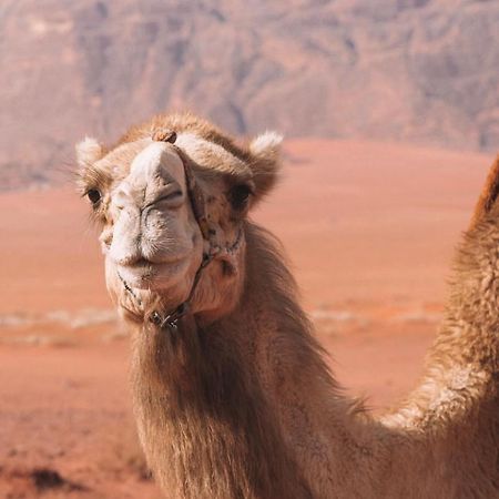 Hidden Wadi Rum Camp Kültér fotó