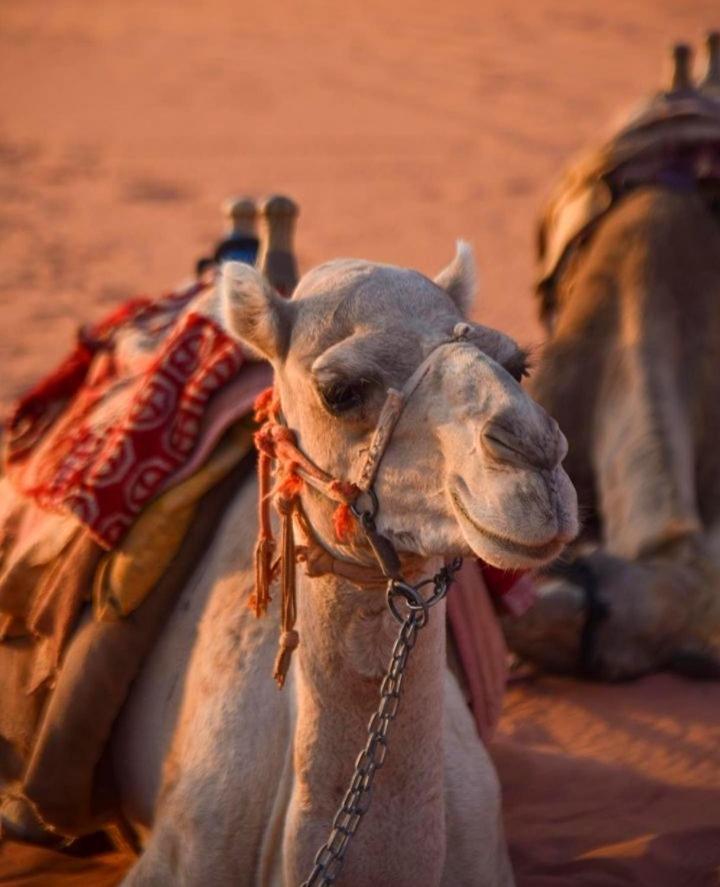 Hidden Wadi Rum Camp Kültér fotó
