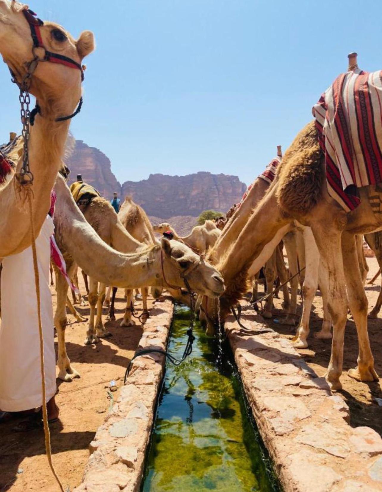 Hidden Wadi Rum Camp Kültér fotó