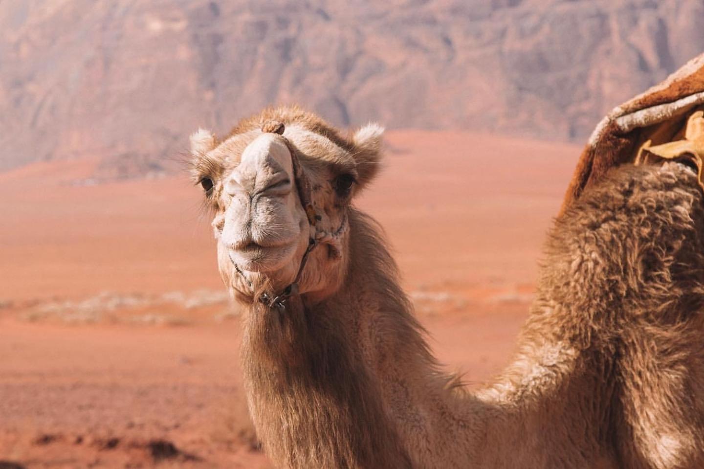 Hidden Wadi Rum Camp Kültér fotó